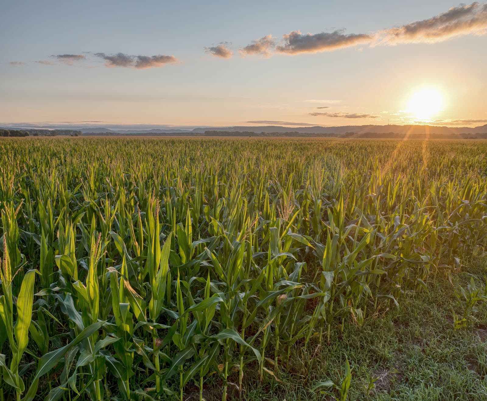 Healthy corn rows lit by the golden-hour sun