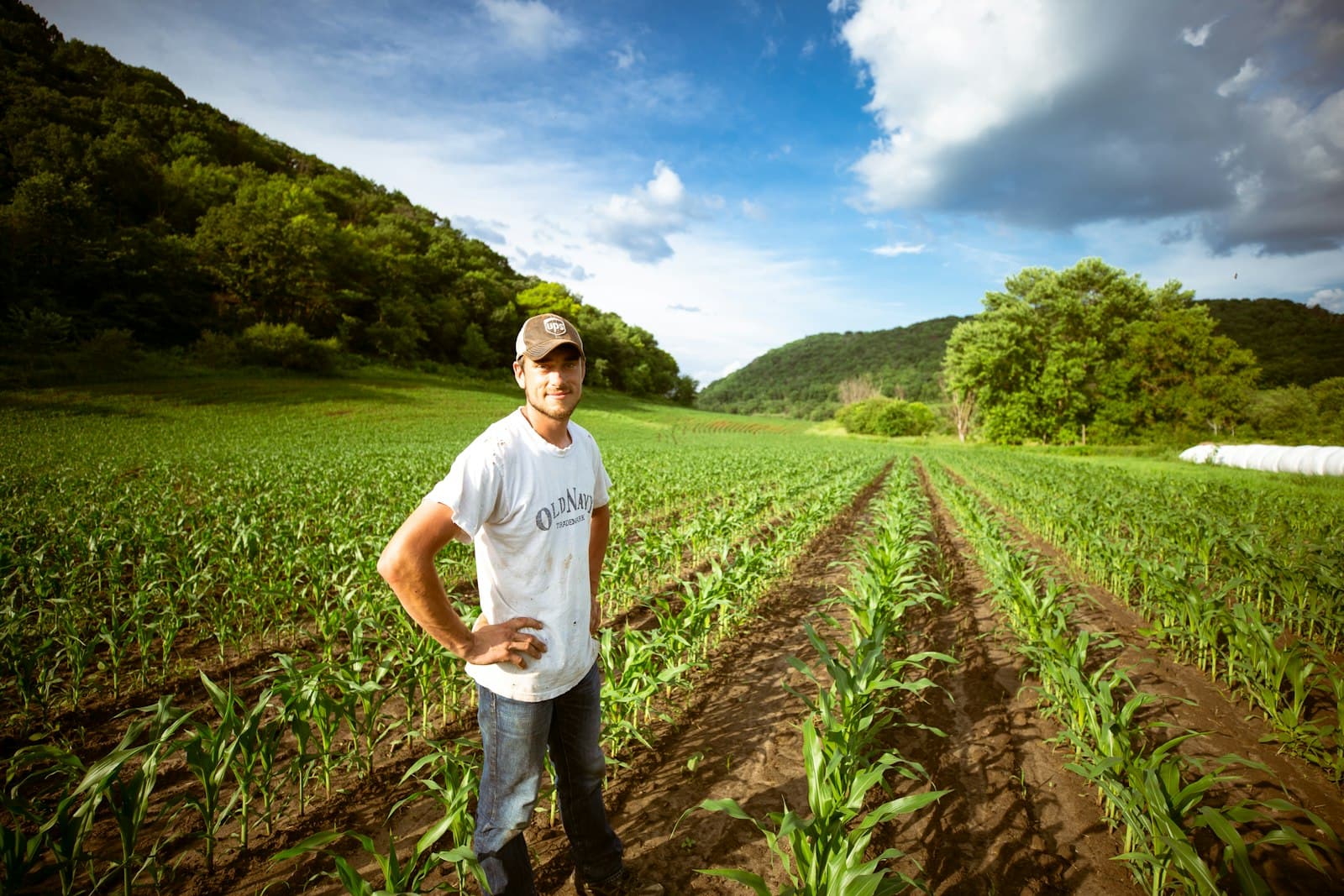 A farmer standing in rows of young corn at golden hour